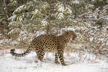 Amur Leopard Growling in front of the Evergreen Trees during a Snowfall