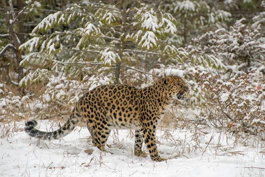 Amur Leopard Growling in front of the Evergreen Trees during a Snowfall - Powered by Adobe