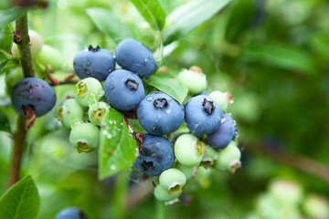 Close-up view at garden blueberry, ripe and green berries with leaves