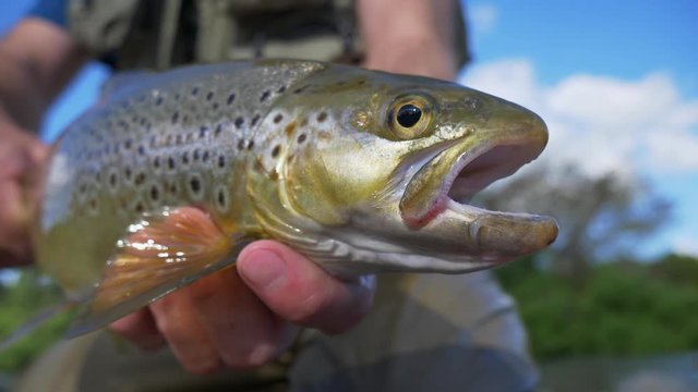 Brown trout held on display by angler on a sunny day