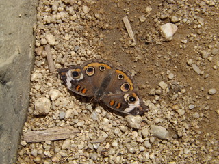 all seeing butterfly in dirt