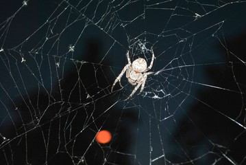  Spider on the robot)