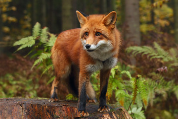 Fox in the autumn forest.