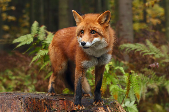 Fox in the autumn forest.