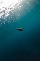Obraz na płótnie Canvas Happy cute sea turtle swimming freely in the blue ocean