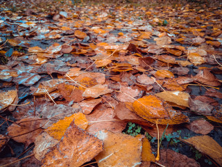 Yellow autumn leaves on the floor . Background of colorful autumn leaves on forest floor . Abstract autumn leaves in autumn suitable as background . Autumn leaves on a meadow