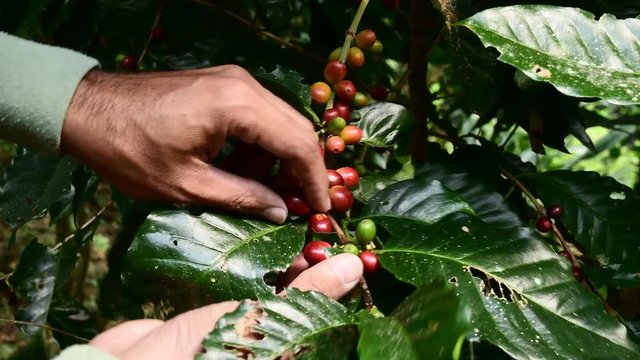 Coffee beans on tree, Hand picking coffee beans from branch of coffee plant.
