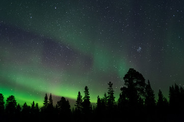 Fototapeta na wymiar Aurora Borealis above boreal forest