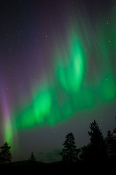Aurora Borealis above northern taiga forest