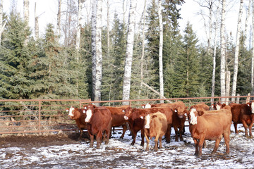 group of cows on a farm