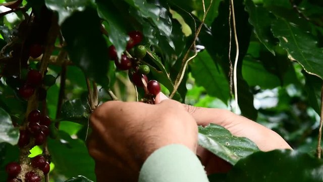 Coffee beans on tree, Hand picking coffee beans from branch of coffee plant.