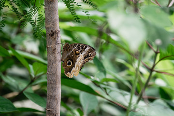 blauer morphofalter