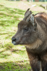 Chinese goral