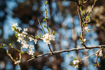 close-up of flowering tree in spring. background