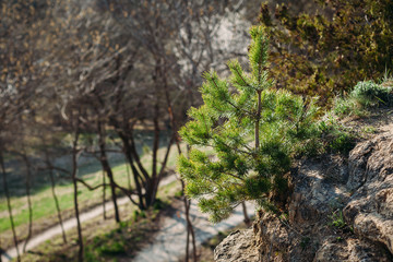 Obraz na płótnie Canvas Lone fir tree at edge of cliff outdoors