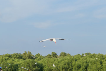 Seasons of foreign seagull flying to Thailand at Samutprakarn, The beauty of the seagull is flying in the sky.