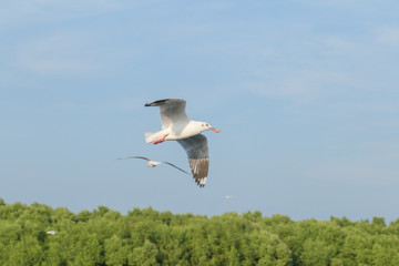 Seasons of foreign seagull flying to Thailand at Samutprakarn, The beauty of the seagull is flying in the sky.