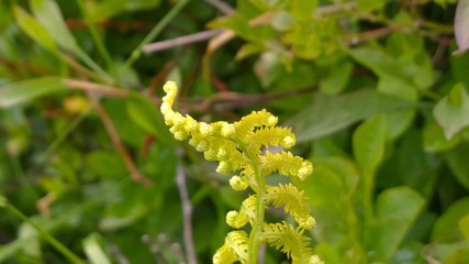 Fern during spring. Slovakia	