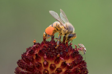bee on flower