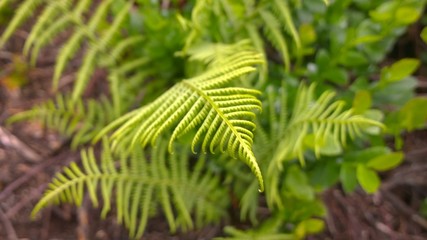Fern during spring. Slovakia	
