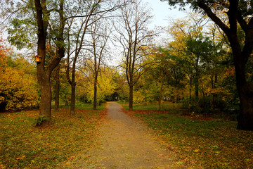 Park alley in the autumn.