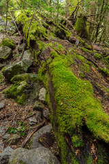 Obraz premium Mossy landscape in Nahuel Huapi National Park, Patagonia, Argentina