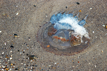Medusa on the sandy shore of the Black Sea Odessa.