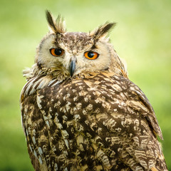 Long-eared Owl