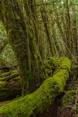 Mossy landscape in Nahuel Huapi National Park, Patagonia, Argentina