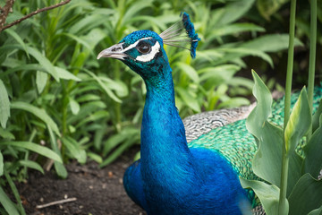 peacock