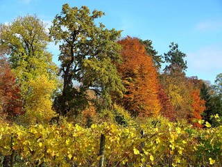 Weinreben im Herbst in Stuttgart