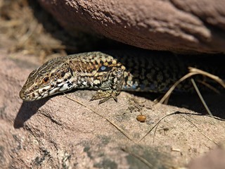 Schönes Makro vom Kopf einer Mauereidechse in freier Natur