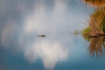Alligator Waiting