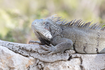 Leguan auf Mauer