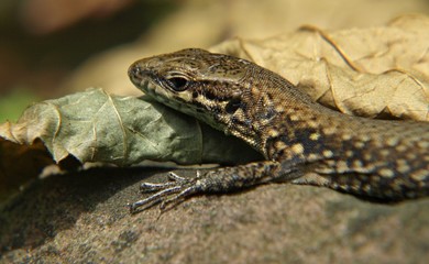 Schönes Makro vom Kopf einer Mauereidechse in freier Natur