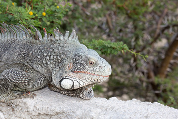 Leguan auf Mauer