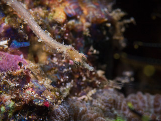 Fototapeta na wymiar Underwater close-up photography of a pygmy pipedragon fish (Divesite: Pulau Bangka, North Sulawesi/Indonesia)