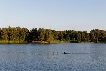 Fototapeta na wymiar Jungschwäne auf einem See