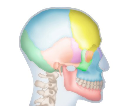 Human skull, illustration
