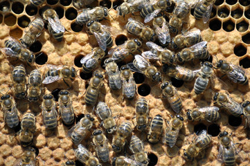Bee honeycomb frame with insects