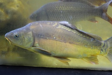 Carpe dans son aquarium