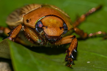 Coleoptero