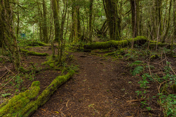 Mossy landscape in Nahuel Huapi National Park, Patagonia, Argentina
