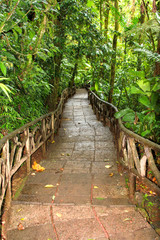 Rainforest Pathway