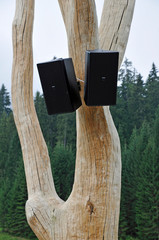 lautsprecherboxen hängen in einem kahlen baum © lotharnahler