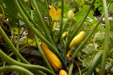 Courgette or zucchini variety of one of the oldest plants grown by man: pumpkin.