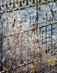 Spirea in hoarfrost