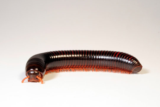 Pelmatojulus excisus 
