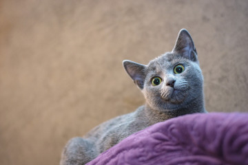 Obraz premium Kot rasy Rosyjski niebieski leży na kanapie