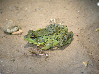 frog in dirt